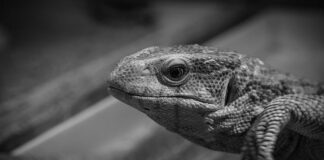 Jak monitorować swoje wydatki?