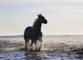 Jakie są standardy obsługi klienta? Jakie są standardy obsługi klienta?