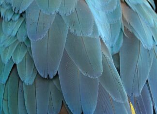 Co to znaczy piar? Co to znaczy piar?