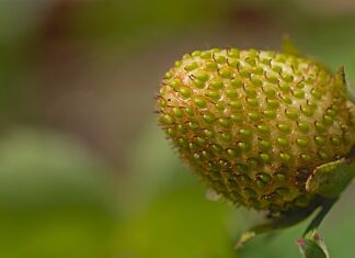 Kiedy osiąga się dojrzałość psychiczna? Kiedy osiąga się dojrzałość psychiczna?