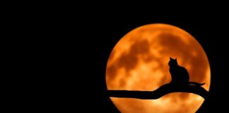 Co to znaczy czarny pijar?